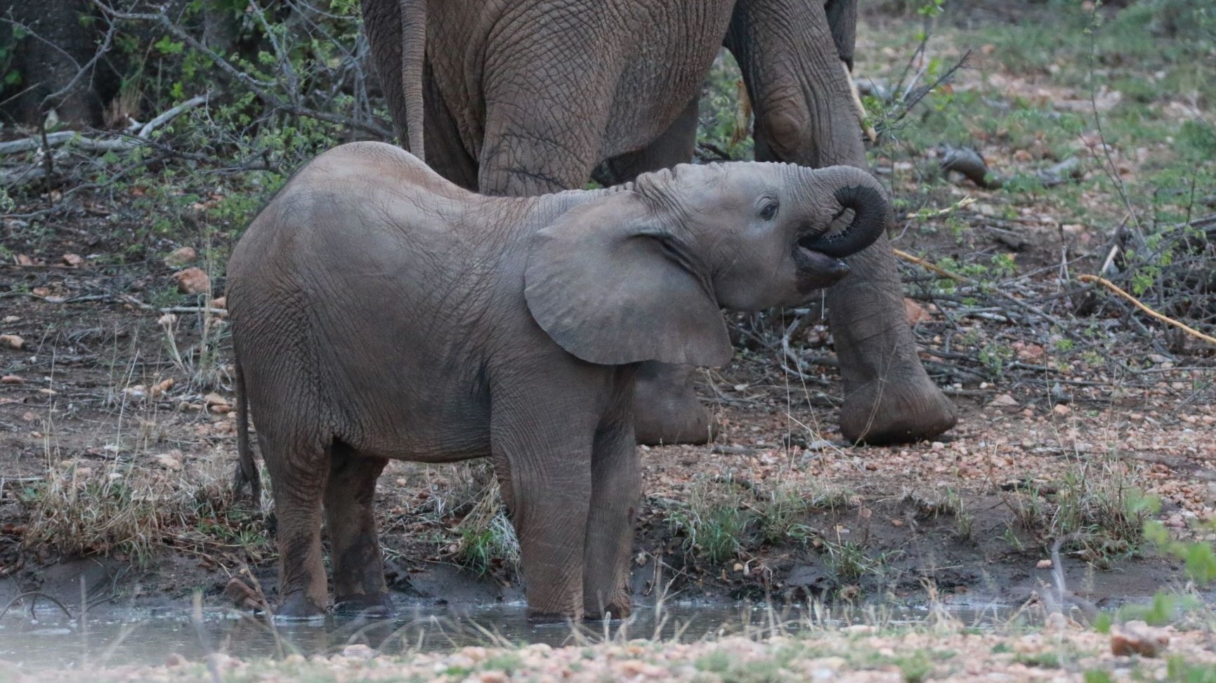 Makumu - Elephant Makumu - Elephant