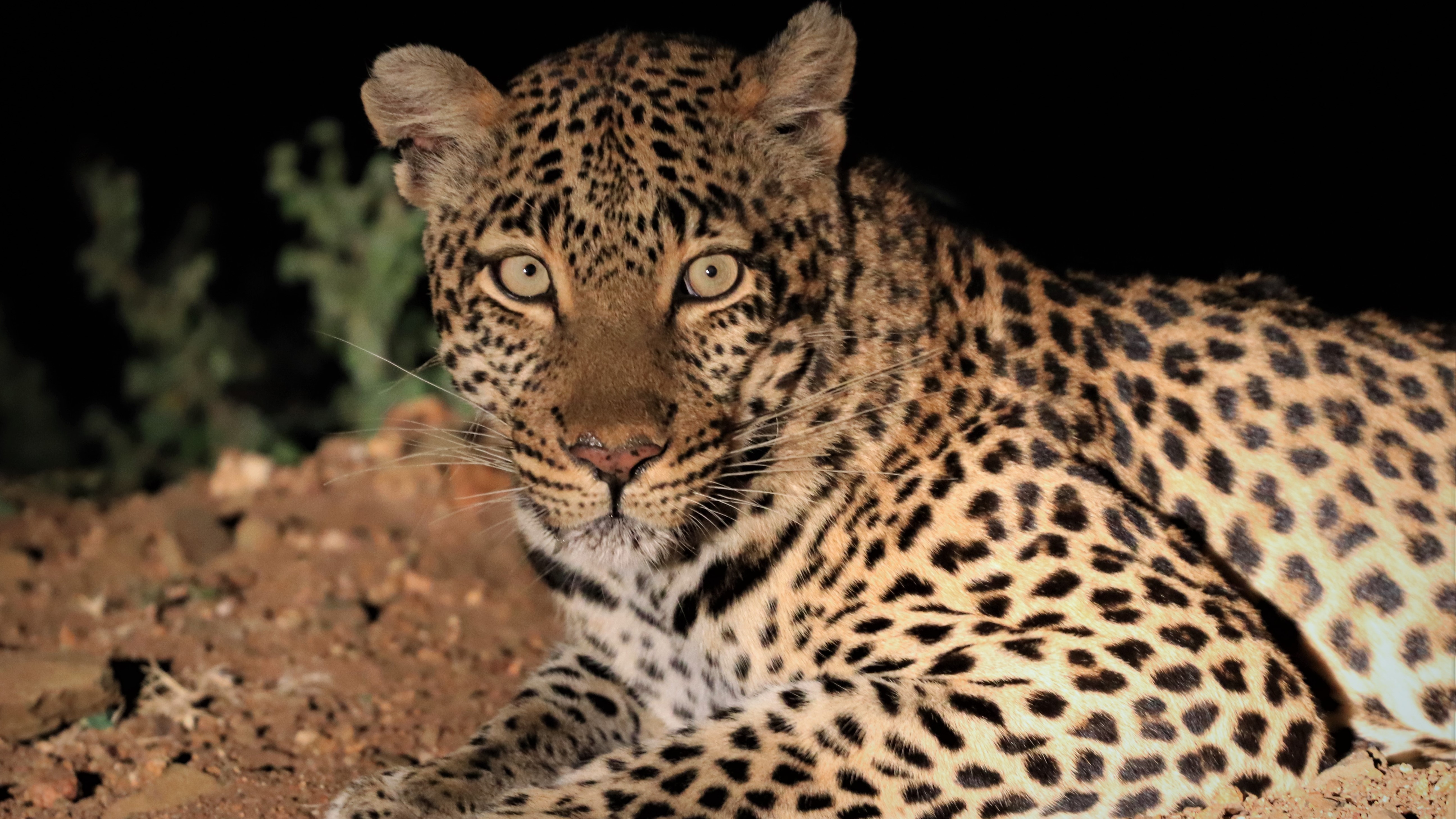 Makumu - Leopard Makumu - Leopard