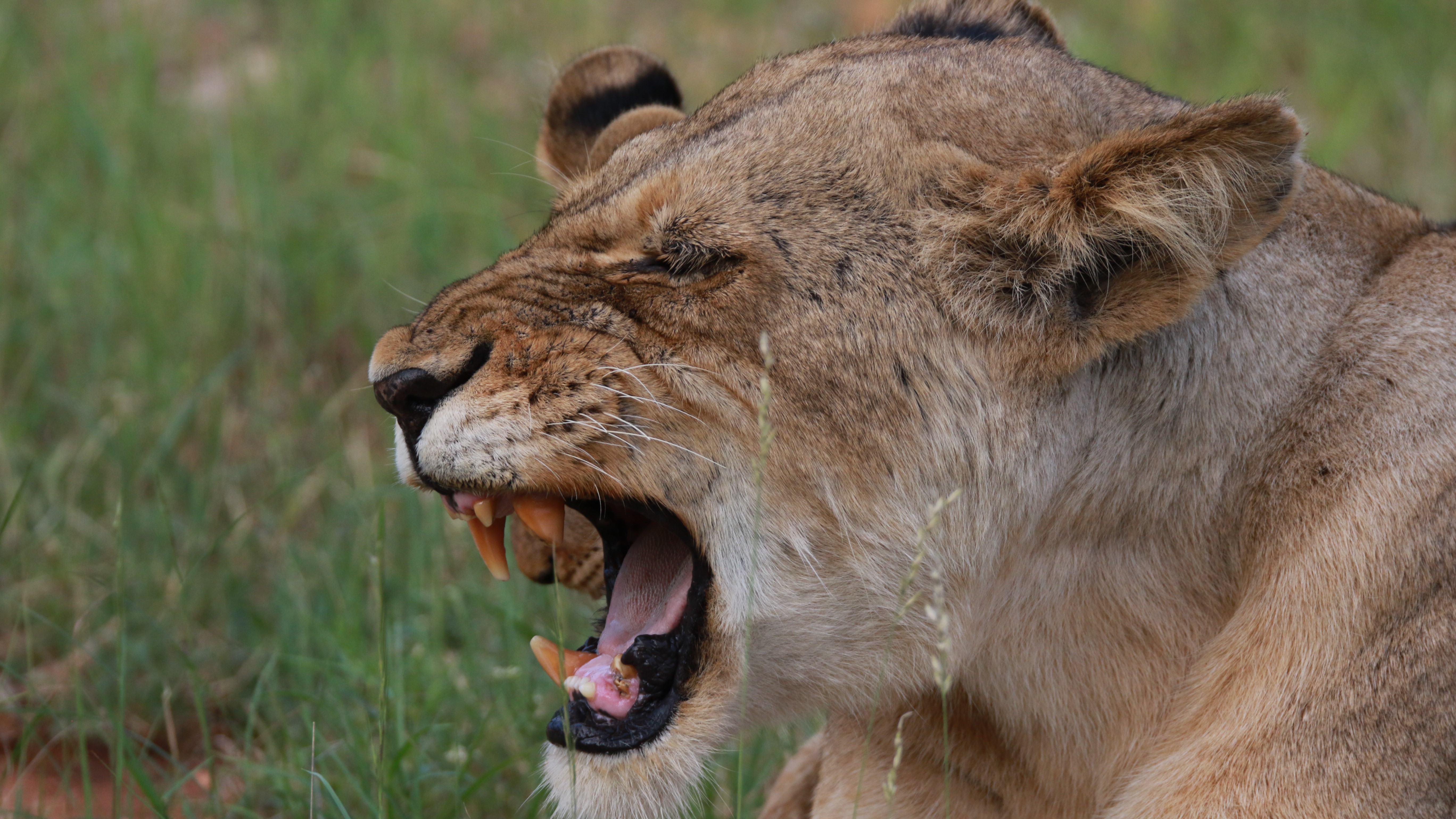 Makumu - Lion Makumu - Lion