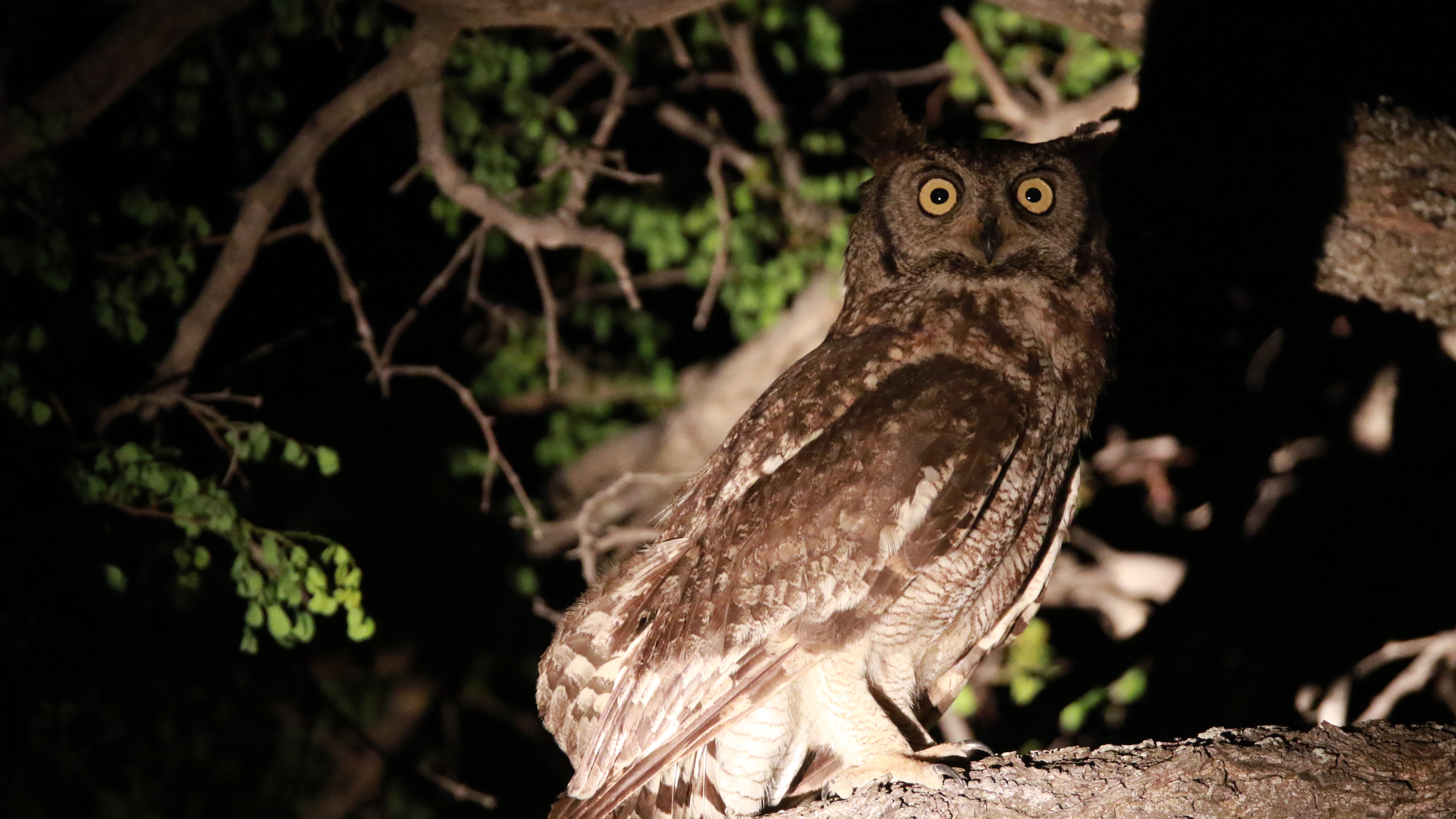 Makumu - Owl Makumu - Owl