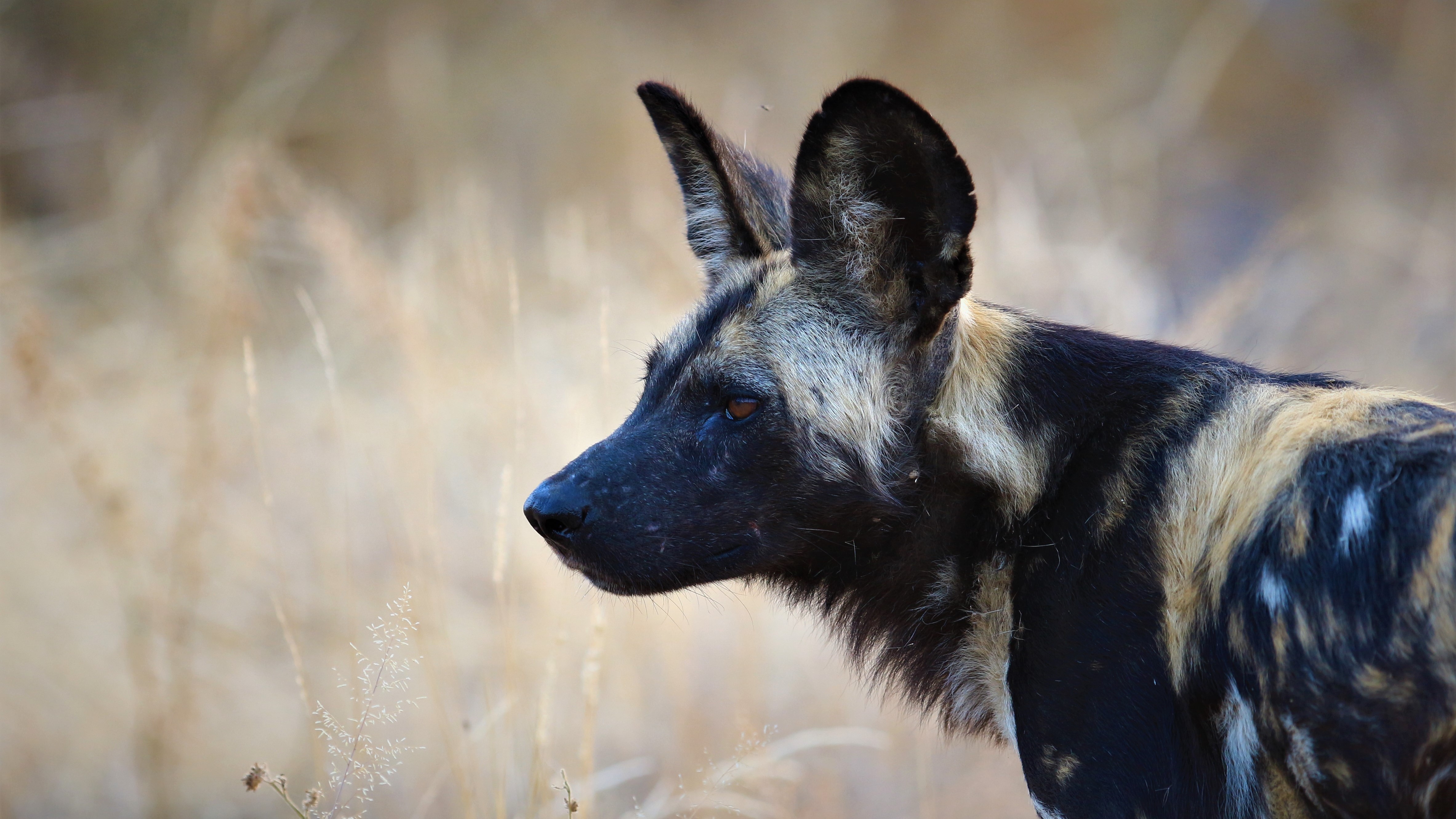 Makumu - Wild Dog Makumu - Wild Dog
