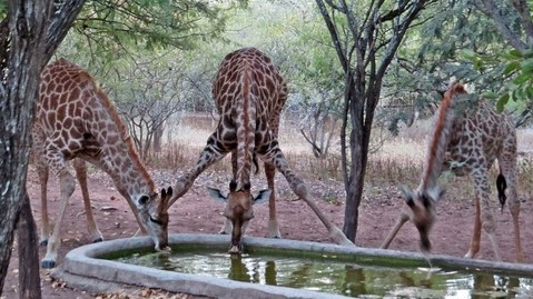 Needles Lodge - Wildlife 2 Needles Lodge - Wildlife 2