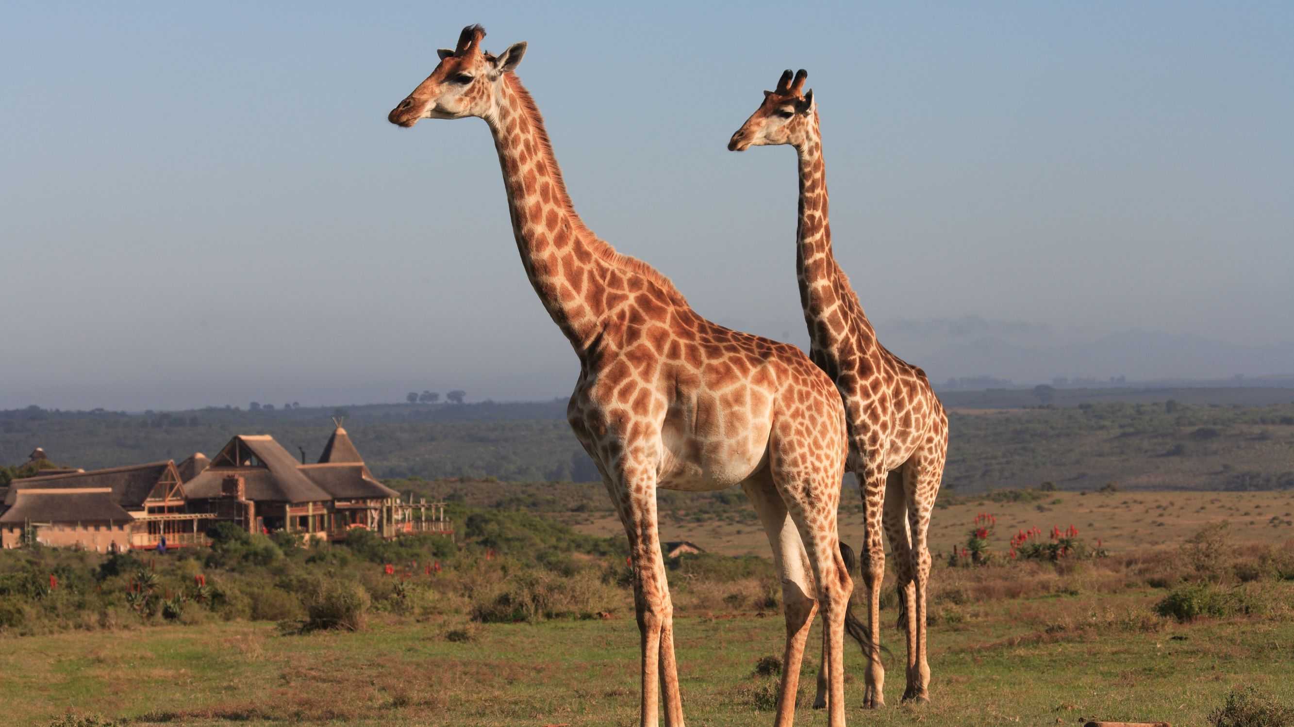GRGL Giraffe