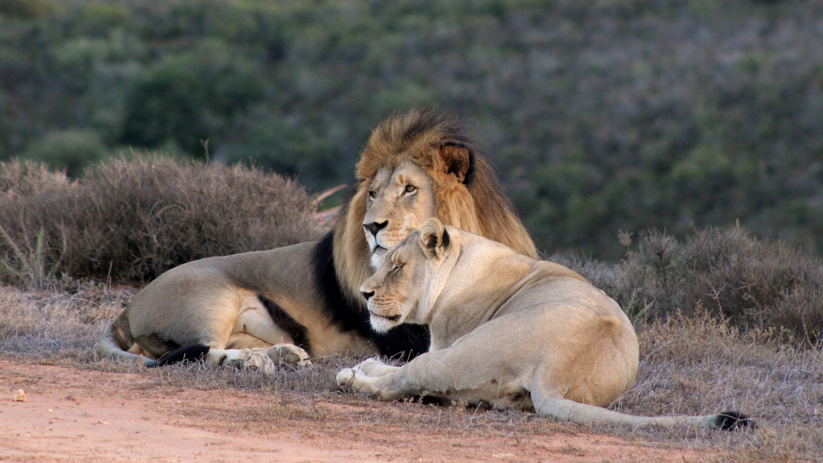 GRGL Lions (3)