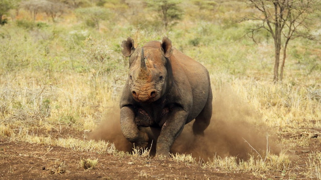 Thanda Black Rhino Thanda Black Rhino