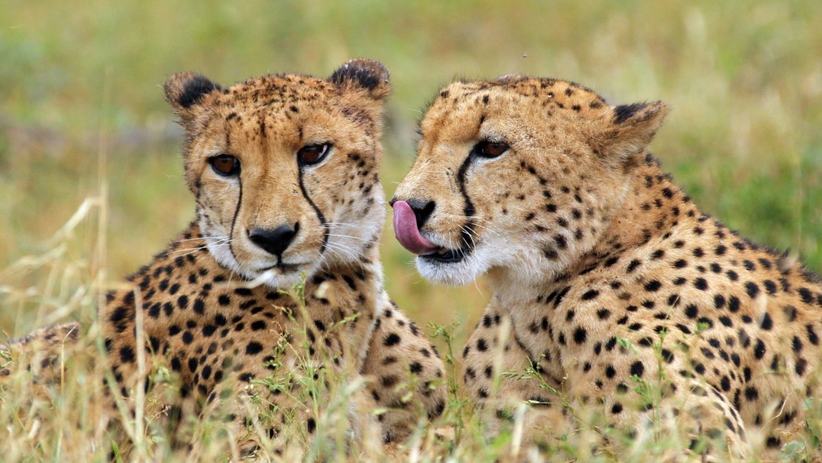 Thanda Cheetah Thanda Cheetah