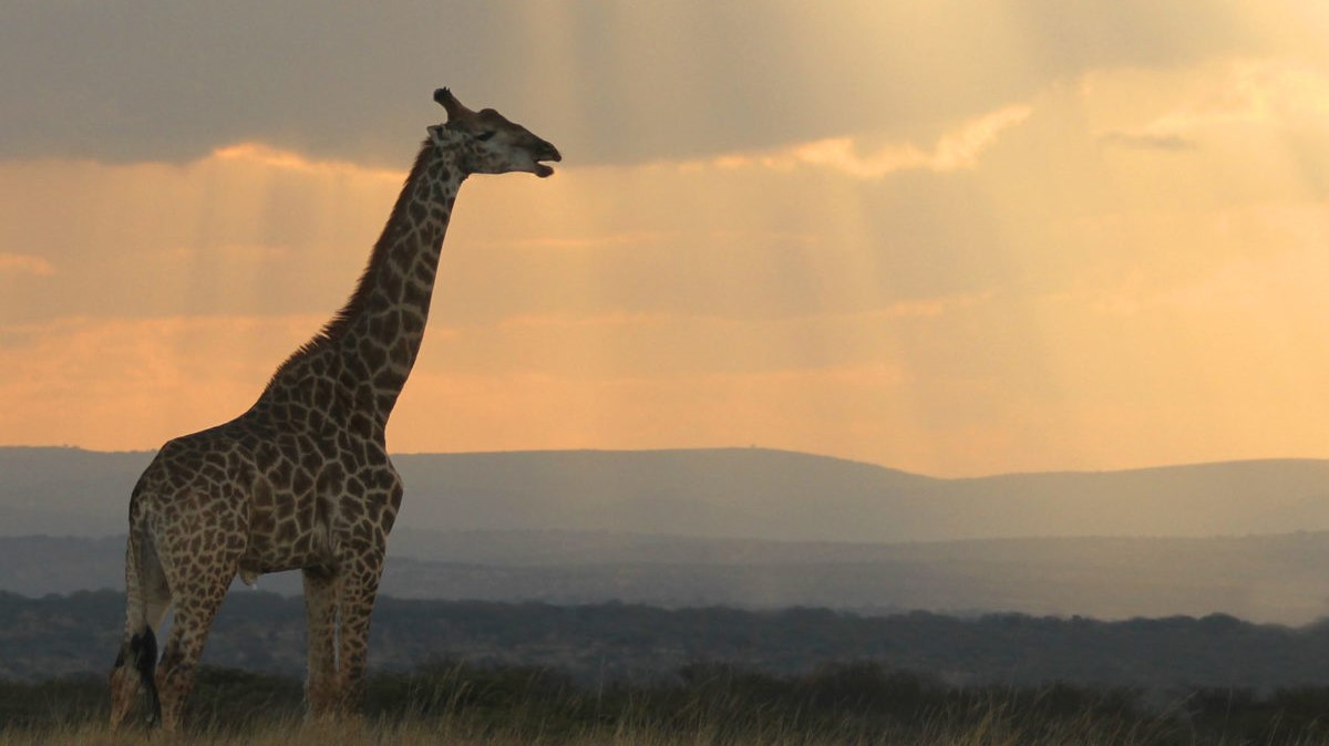 Thanda Giraffe resize Thanda Giraffe resize