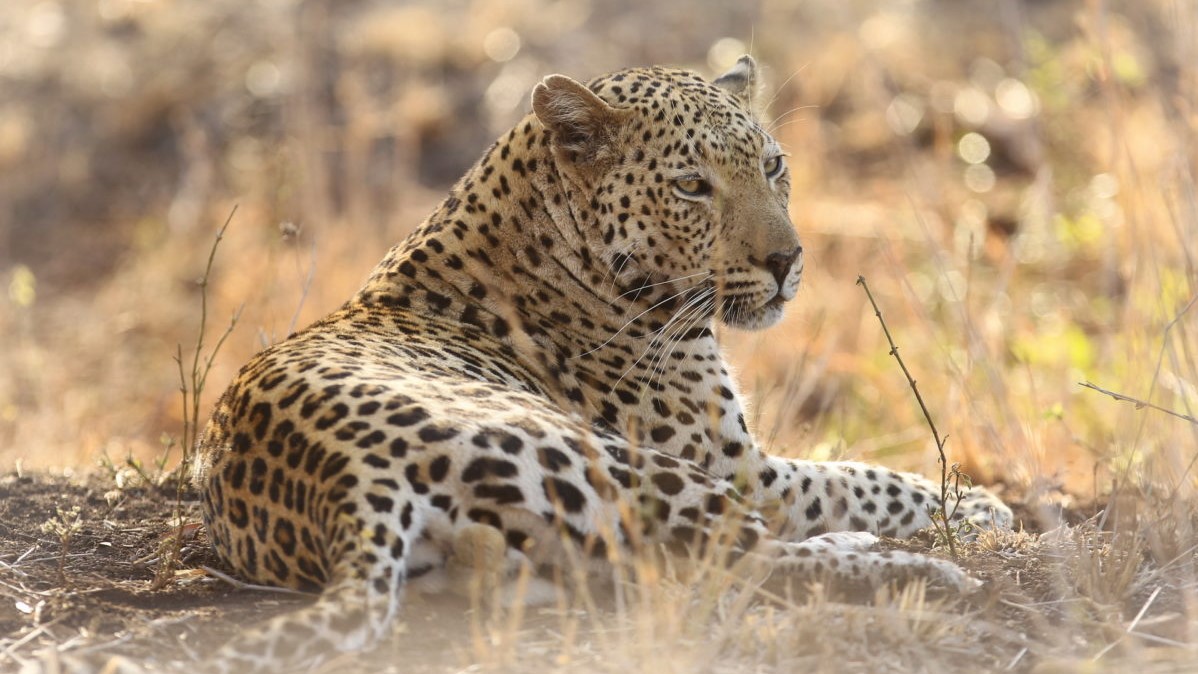 Thanda Leopard 2 Thanda Leopard 2