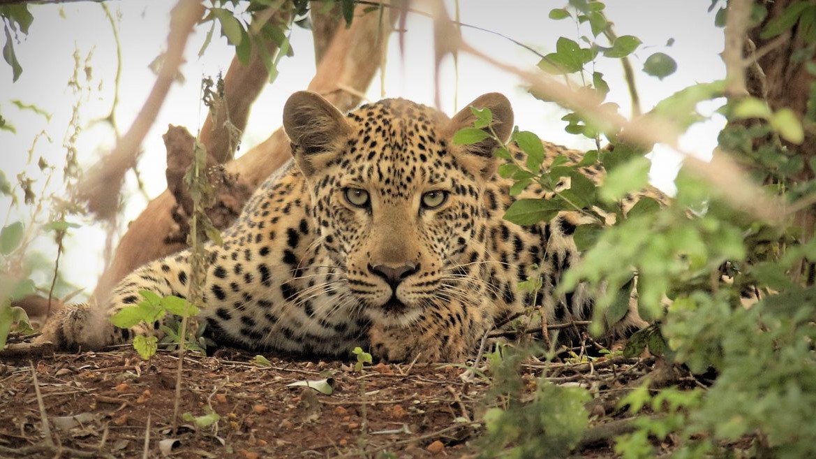 Thanda Leopard 3 Thanda Leopard 3