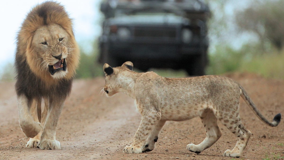 Thanda Lion 1 Thanda Lion 1