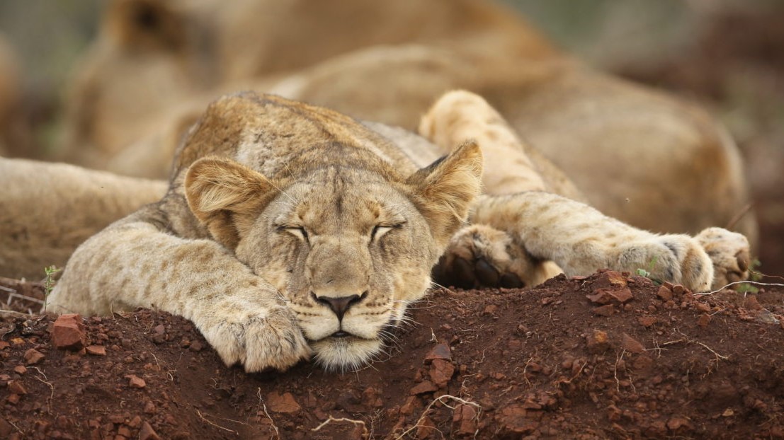 Thanda Lion 3 Thanda Lion 3