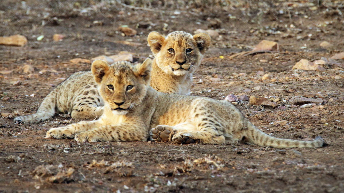 Thanda Lion Cubs Thanda Lion Cubs