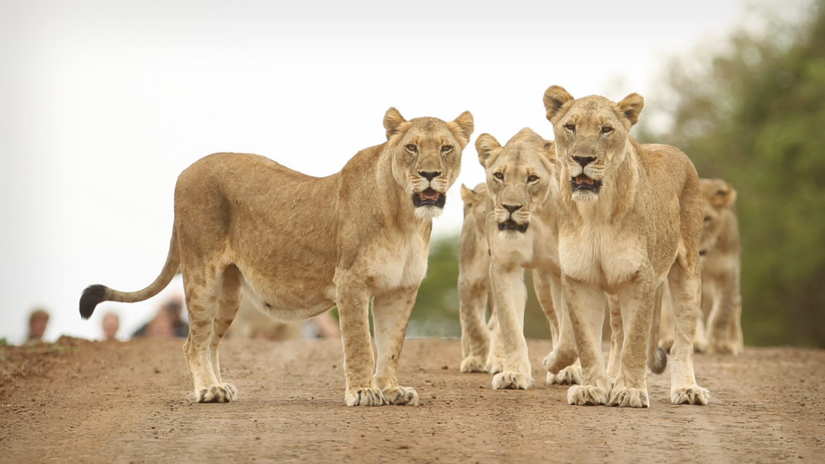 Thanda Lioness Thanda Lioness
